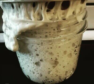 WWJD Worms  233yr Old Verified Heritage San Francisco Sourdough Starter