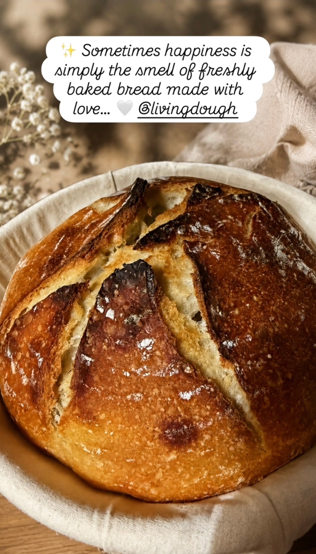 233 Year Old San Francisco Sourdough Starter