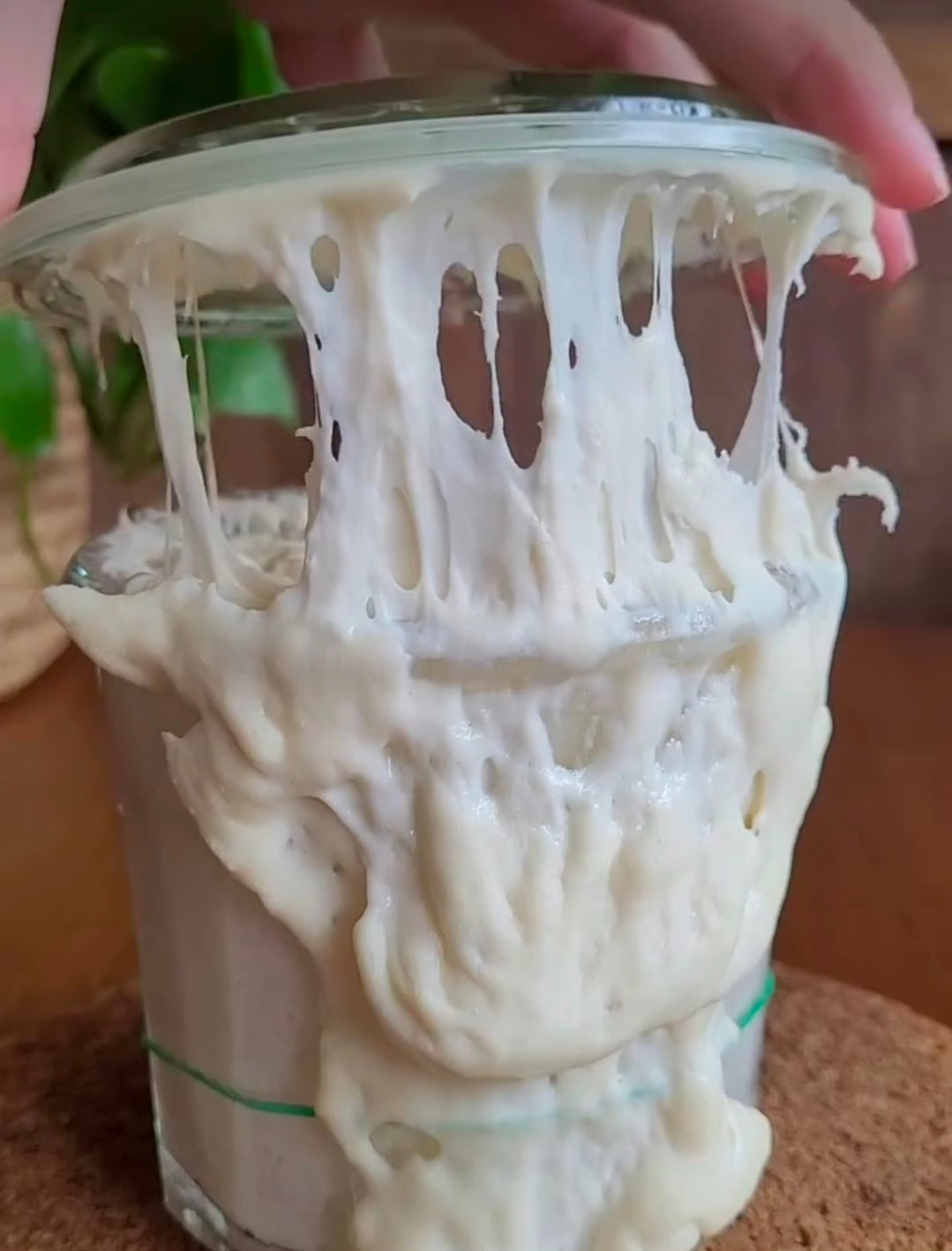 233 Year Old San Francisco Sourdough Starter
